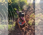 Small Photo #8 Mutt Puppy For Sale in Escondido, CA, USA