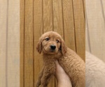Small Photo #6 Golden Retriever Puppy For Sale in SPENCER, TN, USA