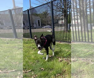 Princess Poppy - Female Labrador Retriever-Unknown Mix Dog for Adoption - Photo #4
