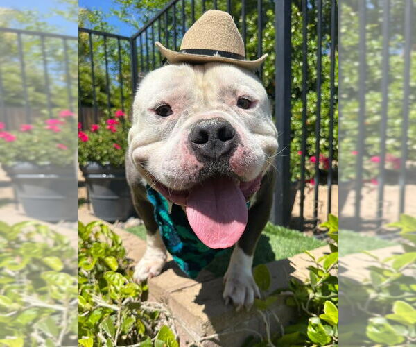 Medium Photo #1 American Bulldog-American Staffordshire Terrier Mix Puppy For Sale in Redlands, CA, USA