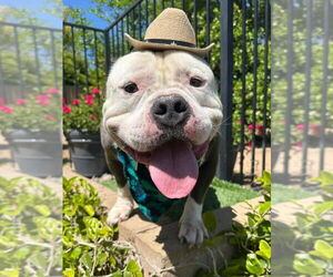 American Bulldog-American Staffordshire Terrier Mix Dogs for adoption in Redlands, CA, USA