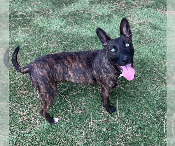 Medium Photo #4 Dutch Shepherd -Unknown Mix Puppy For Sale in San Juan Capistrano, CA, USA