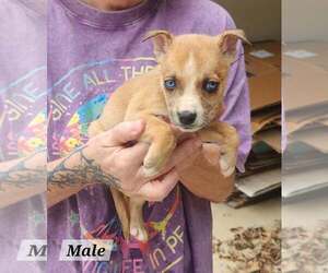 Barnabus* - Male Mutt Dog for Adoption - Photo #3