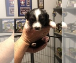 Small Photo #2 Miniature Australian Shepherd Puppy For Sale in VACAVILLE, CA, USA