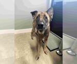 Small #1 German Shepherd Dog