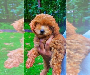Poodle (Toy) Puppy for sale in NORCROSS, GA, USA