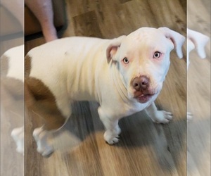 American Bulldog Puppy for Sale in RISING FAWN, Georgia USA