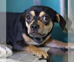 Small Pug Mix