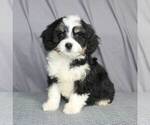 Small Photo #2 Bernedoodle-Poodle (Miniature) Mix Puppy For Sale in SUNBURY, PA, USA