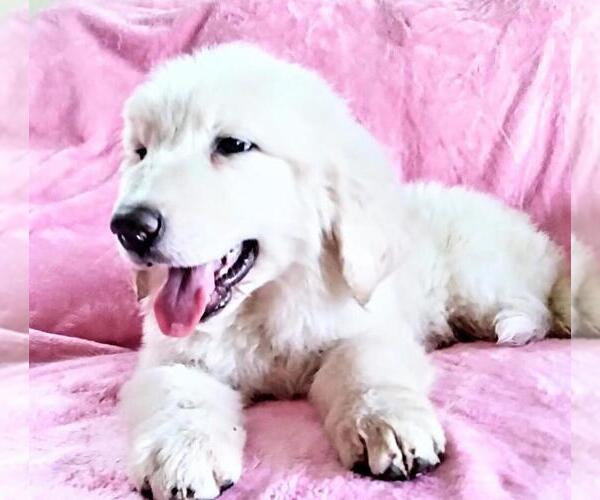 Medium Photo #2 Great Pyrenees Puppy For Sale in YUCCA VALLEY, CA, USA