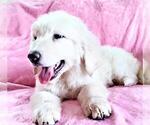 Small Photo #2 Great Pyrenees Puppy For Sale in YUCCA VALLEY, CA, USA