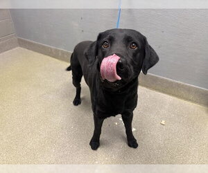 Labrador Retriever-Unknown Mix Dogs for adoption in Las Vegas, NV, USA