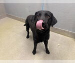 Small Labrador Retriever Mix