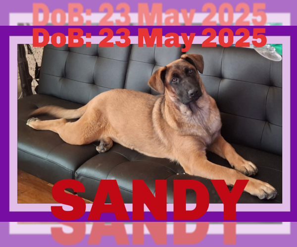 Medium Photo #29 German Shepherd Dog-Unknown Mix Puppy For Sale in Sebec, ME, USA