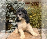 Small #3 Cockapoo