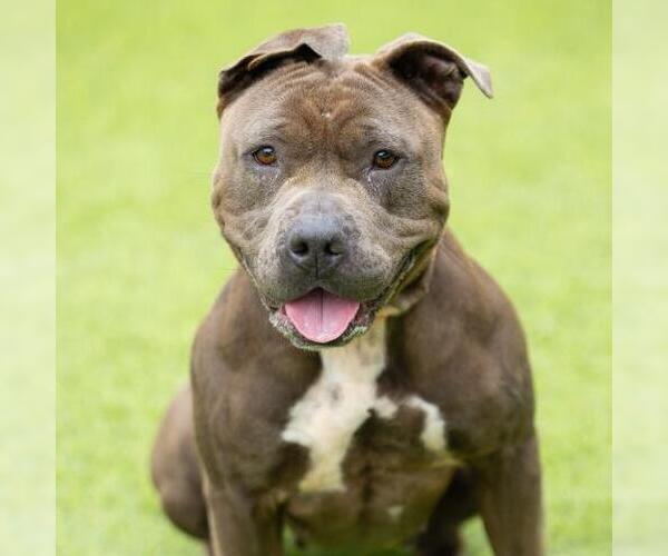 Medium Photo #2 Mutt Puppy For Sale in Camarillo, CA, USA