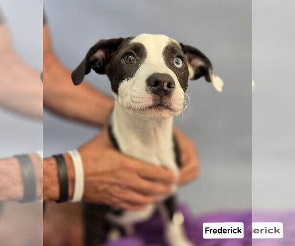 Medium Photo #2 American Pit Bull Terrier-Border Collie Mix Puppy For Sale in Princeton, MN, USA
