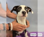 Small #1 American Pit Bull Terrier-Border Collie Mix