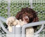 Small Photo #2 Poodle (Standard) Puppy For Sale in LINDEN, TN, USA