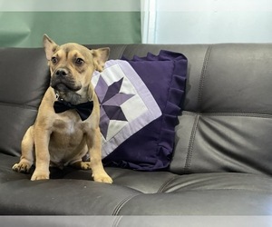 French Bulldog Puppy for sale in LANCASTER, PA, USA