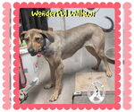 Small #1 Mutt