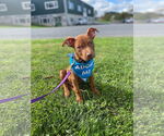 Small #19 American Pit Bull Terrier-Staffordshire Bull Terrier Mix