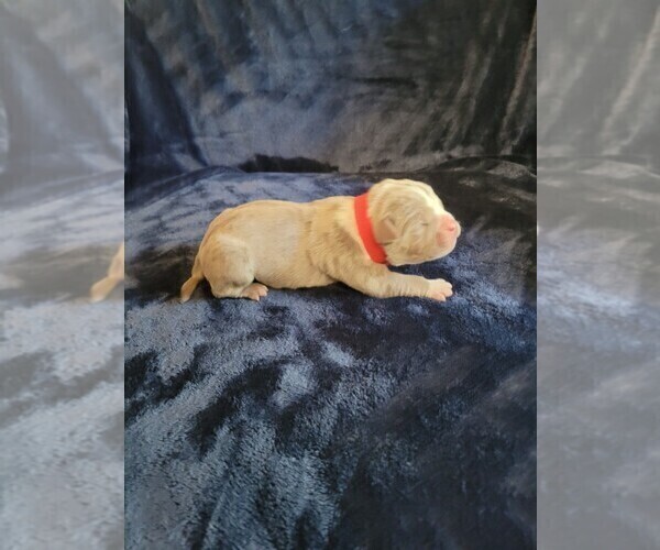 Medium Photo #16 Olde English Bulldogge Puppy For Sale in HAMLER, OH, USA