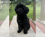Puppy Puppy 3 Goldendoodle-Soft Coated Wheaten Terrier Mix