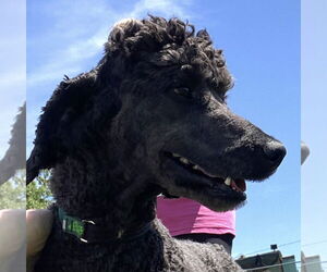 Poodle (Standard) Dogs for adoption in Pacolet, SC, USA