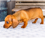 Small #2 Dachshund