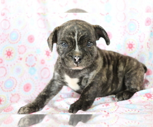 French Bulldog Puppy for sale in SHILOH, OH, USA