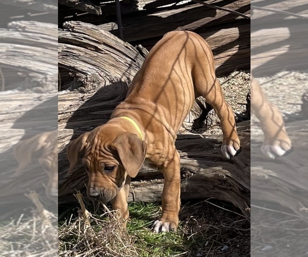 Medium Photo #50 Rhodesian Ridgeback Puppy For Sale in MORONGO VALLEY, CA, USA