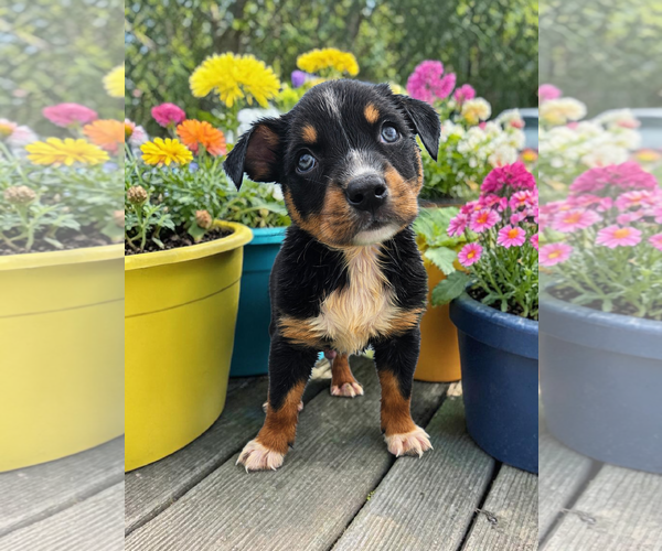 Medium Photo #6 Mutt Puppy For Sale in McKinney, TX, USA