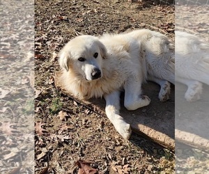 Father of the Great Pyrenees puppies born on 10/18/2023