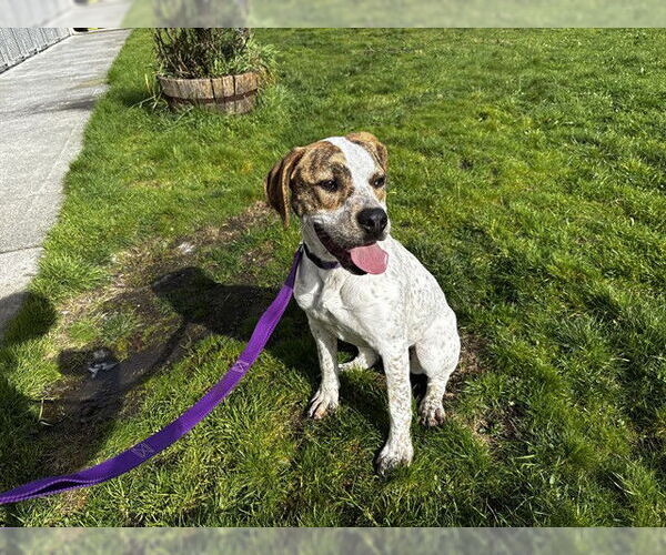 Medium Photo #2 Mutt Puppy For Sale in McKinleyville, CA, USA