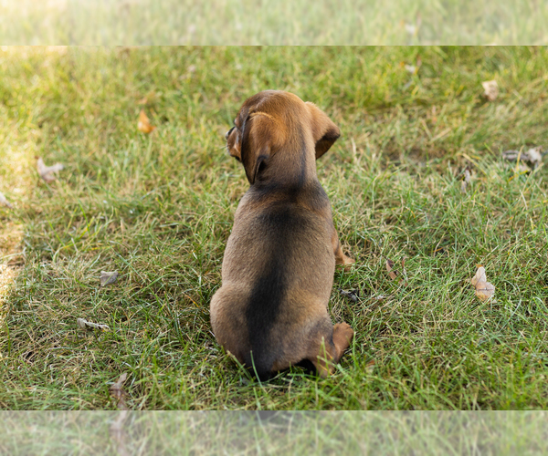Medium Photo #24 Dachshund Puppy For Sale in NAPPANEE, IN, USA