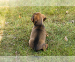 Small #4 Dachshund