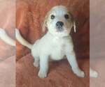 Small #1 Great Pyrenees Mix