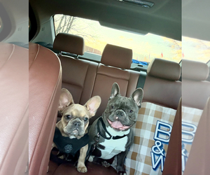French Bulldog Puppy for sale in NEW HAVEN, CT, USA