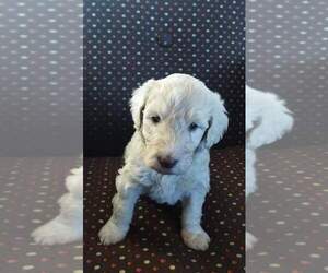 Labradoodle Puppy for sale in COLDWATER, MI, USA