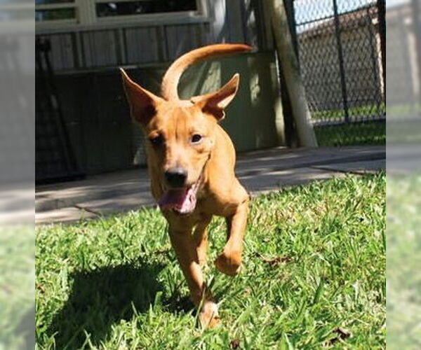 Medium Photo #3 Labrador Retriever-Unknown Mix Puppy For Sale in Canton, CT, USA
