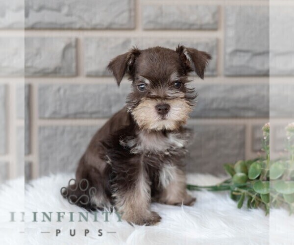 Medium Photo #5 Schnauzer (Miniature) Puppy For Sale in MIFFLINBURG, PA, USA