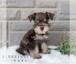 Small #4 Schnauzer (Miniature)