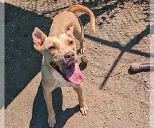 Fiona - Female Mutt Dog for Adoption - Photo #2