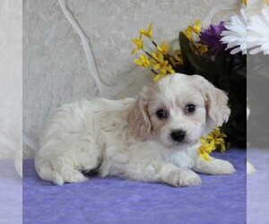 Cavachon Puppy for sale in GORDONVILLE, PA, USA