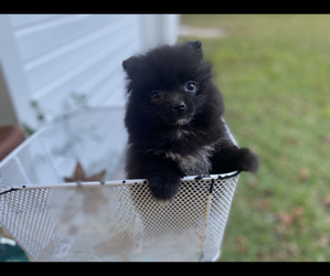 Pomeranian Puppy for sale in CASTLE HAYNE, NC, USA