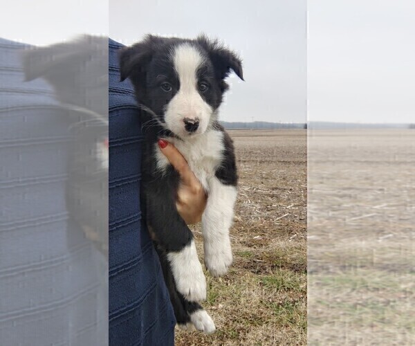 Medium Photo #24 Border Collie Puppy For Sale in NORBORNE, MO, USA