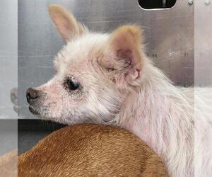 Chihuahua-Unknown Mix Dogs for adoption in San Antonio, TX, USA