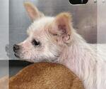 Small Chihuahua Mix