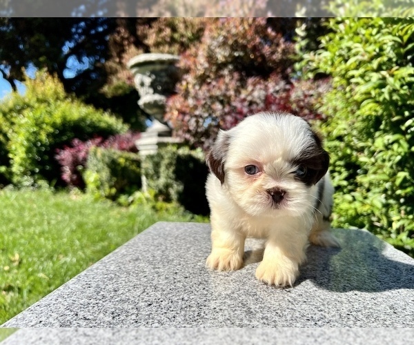 Medium Photo #23 Shih Tzu Puppy For Sale in HAYWARD, CA, USA